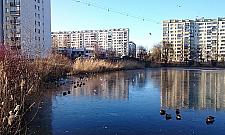 Kaczki, słonie i foki nad stawami Brustmana