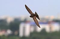 Jerzyki pokocha�y Wol�
