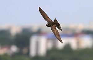 Jerzyki pokochały Wolę