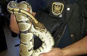 Węże, gekony, pająki na ulicach Targówka