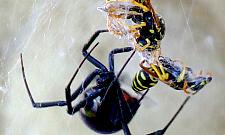 Węże, gekony, pająki na ulicach Targówka