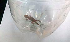 Węże, gekony, pająki na ulicach Targówka