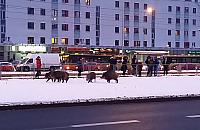 Będą strzelać do dzików