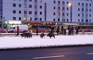 Będą strzelać do dzików