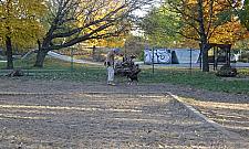 Zbudujemy na Wrzecionie plac zabaw dla psów? "Wybiegi rozczarowują"