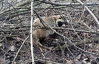 Jenot w Lasku na Kole