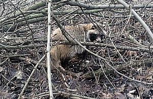 Jenot w Lasku na Kole