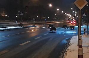 Jak prawidłowo przechodzić przez jezdnię? Dziki na Sokratesa