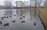 Staw Jeziorzec - będzie ładniej wiosną?