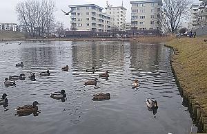 Staw Jeziorzec - będzie ładniej wiosną?