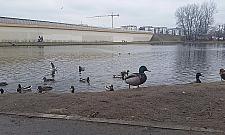 Staw Jeziorzec - będzie ładniej wiosną?