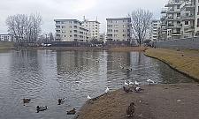 Staw Jeziorzec - będzie ładniej wiosną?