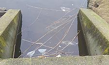 Staw Jeziorzec - będzie ładniej wiosną?