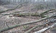 Na Żeraniu zaczynają wycinkę drzew. Nie pod gazociąg