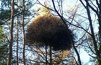 Szatan zamiata na Bemowie!