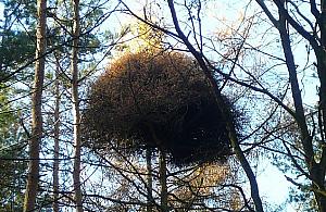 Szatan zamiata na Bemowie!