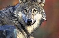 Wilki wróci³y do legionowskich lasów. Nie by³o ich tutaj od lat