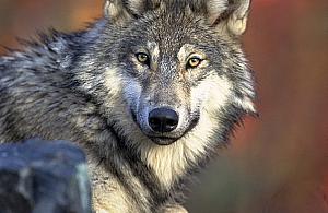 Wilki wróciły do legionowskich lasów. Nie było ich tutaj od lat