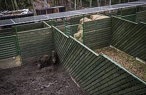 Leczą ranne lisy, jeże a nawet nietoperze. W Marysinie działa Ośrodek Rehabilitacji Zwierząt