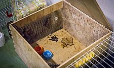 Leczą ranne lisy, jeże a nawet nietoperze. W Marysinie działa Ośrodek Rehabilitacji Zwierząt