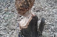 Bobry dobrze czują się na Białołęce