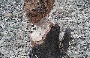 Bobry dobrze czują się na Białołęce