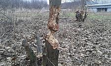 Bobry dobrze czują się na Białołęce