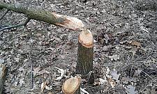 Bobry dobrze czują się na Białołęce