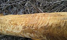 Bobry dobrze czują się na Białołęce