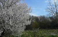 Czy park przy Anieli Krzywoń ma szansę na ocalenie?