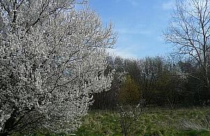 Czy park przy Anieli Krzywoń ma szansę na ocalenie?