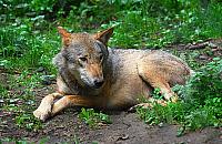 Wilki w podwarszawskich lasach. Coraz bli�ej Choszcz�wki