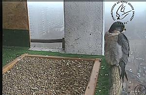 Franek, Leśna i inne sokoły: osobliwi miłośnicy Bielan