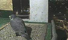 Franek, Leśna i inne sokoły: osobliwi miłośnicy Bielan