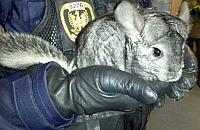 Sk�d szynszyla w Lesie Br�dnowskim?