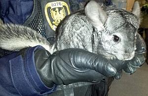 Skąd szynszyla w Lesie Bródnowskim?