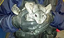 Skąd szynszyla w Lesie Bródnowskim?