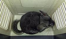 Skąd szynszyla w Lesie Bródnowskim?