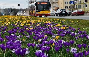 Krokusy opanowały Wolę
