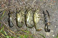 Raki w gliniankach Sznajdra. "Trzeba je odłowić".