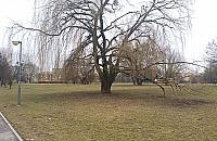 Drzewa w parku Górczewska chorują. Szykuje się wielka wycinka?