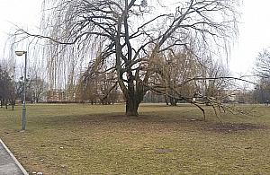 Drzewa w parku Górczewska chorują. Szykuje się wielka wycinka?