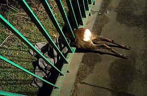 Sarna utkwia midzy prtami mostu