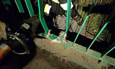 Sarna utkwiła między prętami mostu