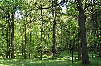 Głośne NIE dla wycinania lasu w Jabłonnie!