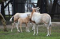 Nowy mieszkaniec ZOO. "Gatunek wymarły na wolności"