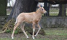Nowy mieszkaniec ZOO. "Gatunek wymarły na wolności"