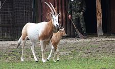 Nowy mieszkaniec ZOO. "Gatunek wymarły na wolności"