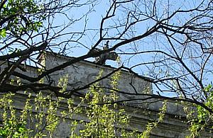 Przyjaciel Eugeniusza Bodo odwiedzi Radość