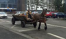Coraz rzadszy widok...